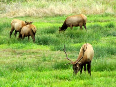 Elk Herd at Pacific Coast In OR