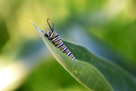 Monarch caterpillar photo