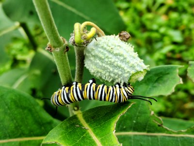 Monarch caterpillar on common milkweed photo