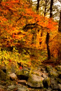 Fall color along the McKenzie River Trail, Oregon photo