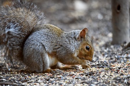 Gray squirrel foraging on the ground photo