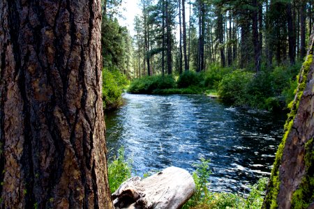 Metolius River, Oregon