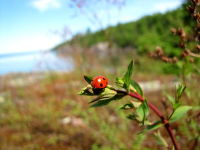 Ladybug  at Huron National Wildlife Refuge