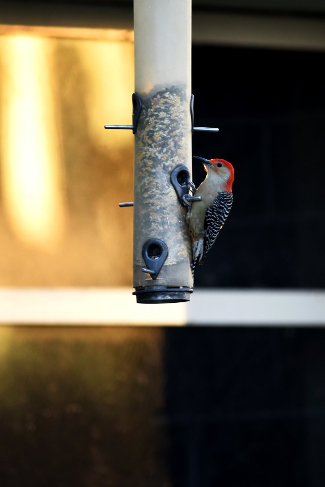 Red-bellied woodpecker visiting a feeder at Minnesota Valley National Wildlife Refuge