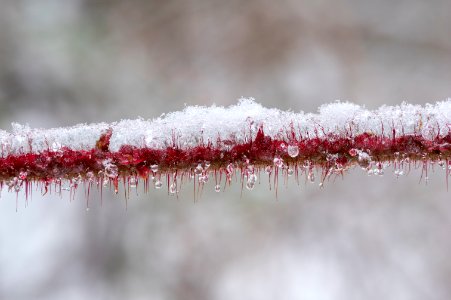 Snowy Briar Branch