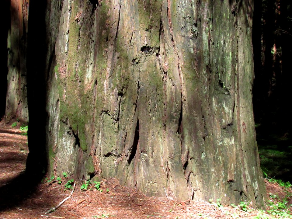 Avenue of the Giants at Redwoods in California