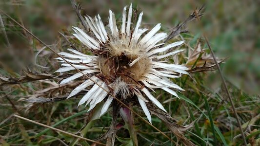 Close up wild plants flora
