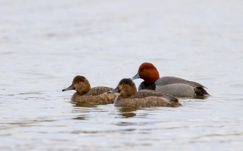 Redhead ducks photo