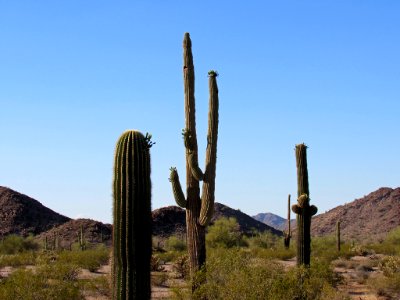 Sonoran Desert NM in AZ