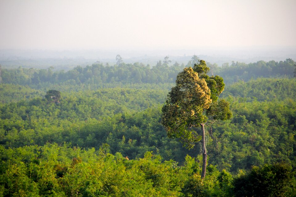 Trees nature landscape