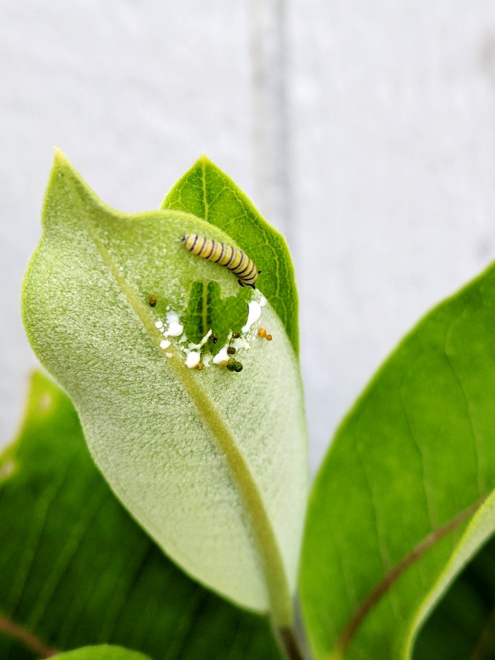 Small monarch caterpillar on common milkweed