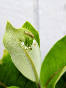 Small monarch caterpillar on common milkweed photo