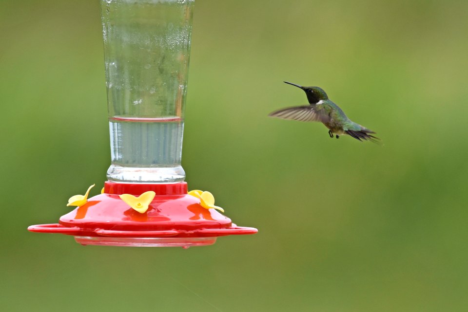 Ruby-throated hummingbird