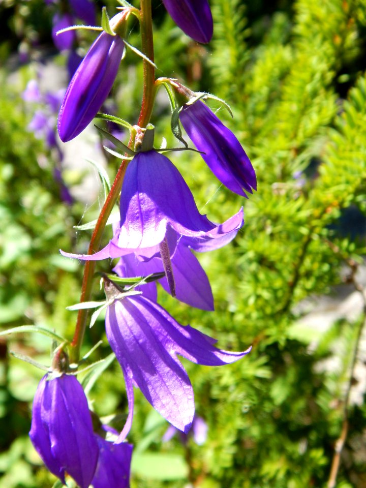 Harebell at Huron National Wildlife Refuge