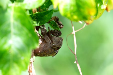 Cicada shed with worms at Big Muddy National Fish and Wildlife Refuge