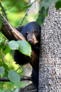 Young Black Bear