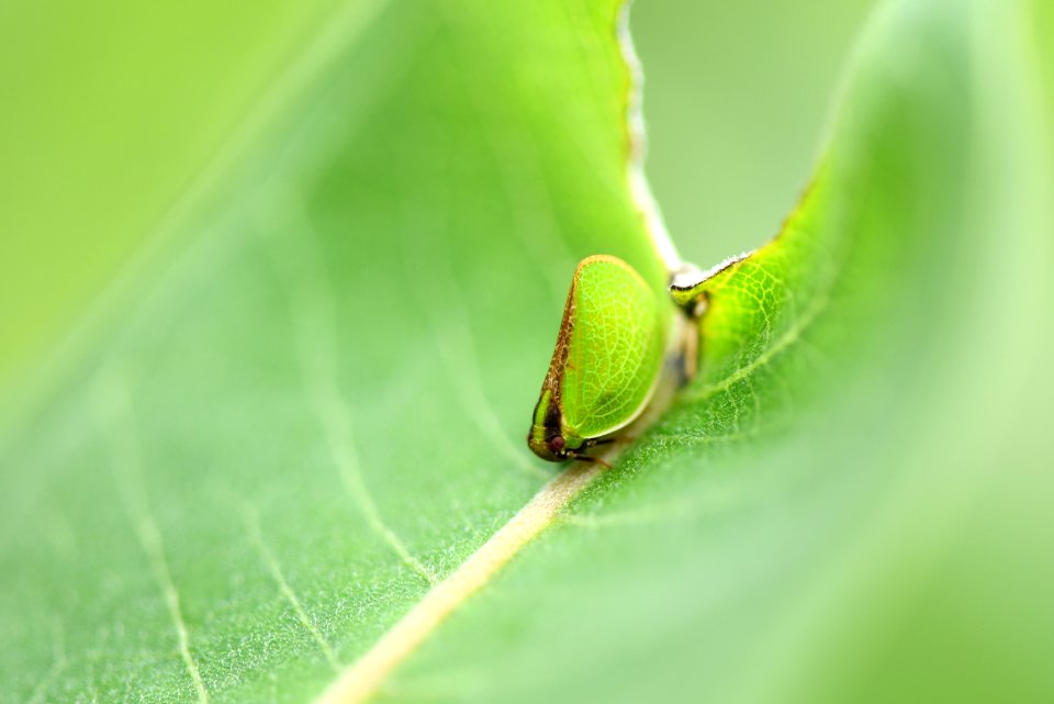 Two-striped Planthopper on Common Milkweed Leaf