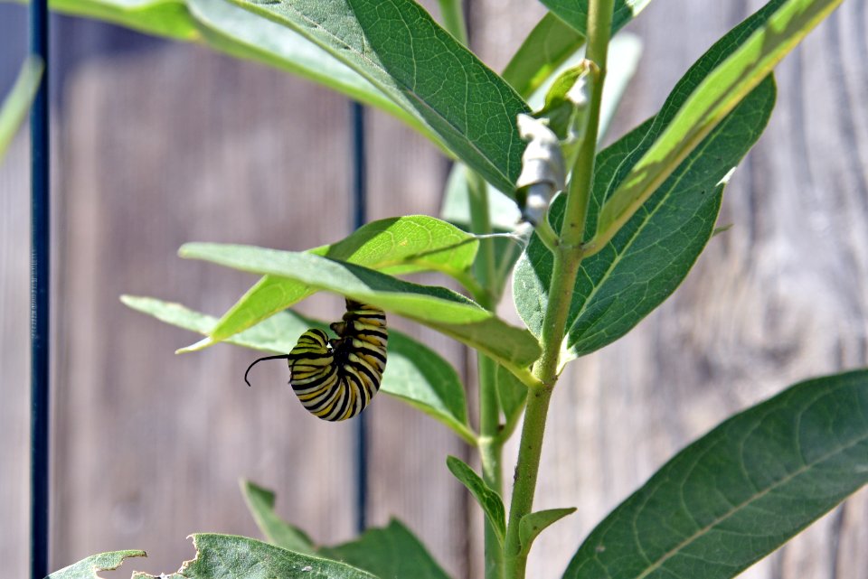 Monarch caterpillar transformation