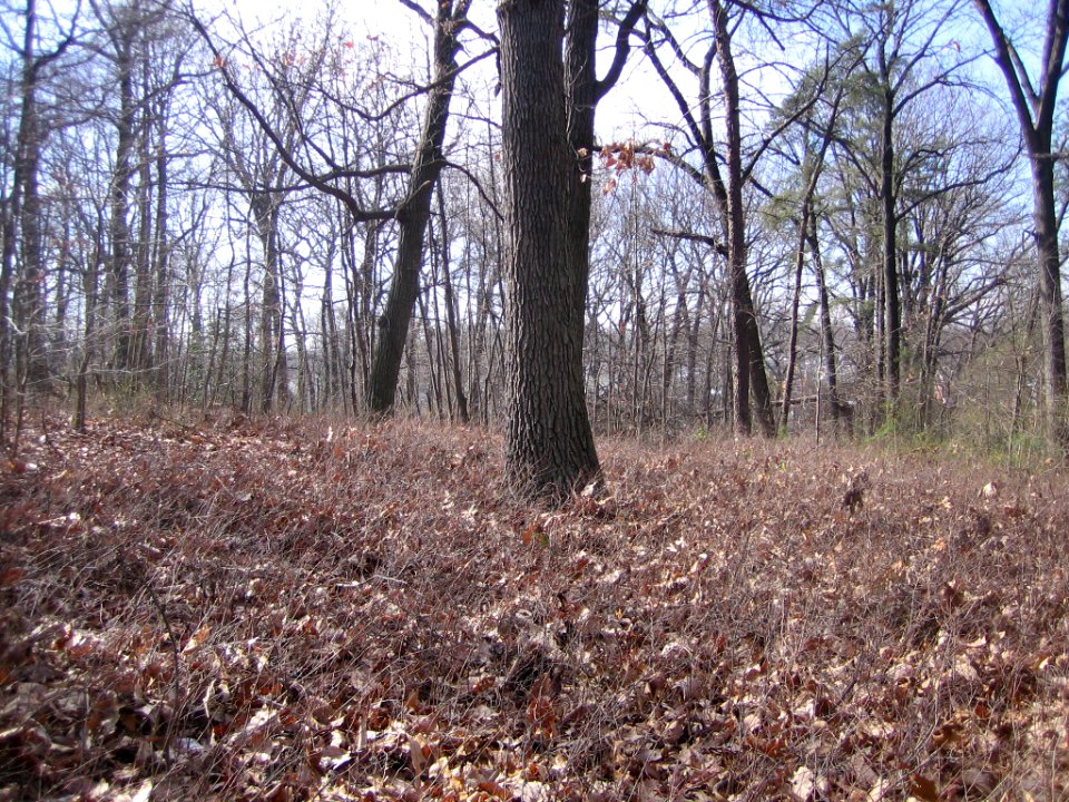 Bare low shrubs in the Mixed Oak / Heath Forest