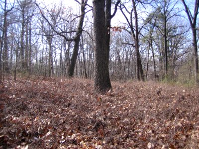 Bare low shrubs in the Mixed Oak / Heath Forest