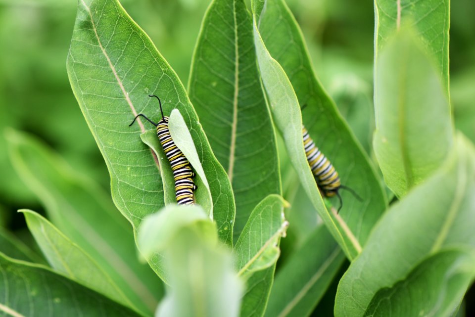Monarch Caterpillars on Common Milkweed