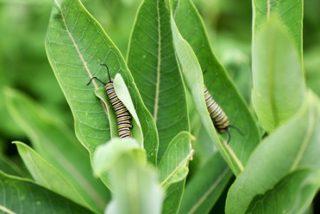 Monarch Caterpillars on Common Milkweed photo