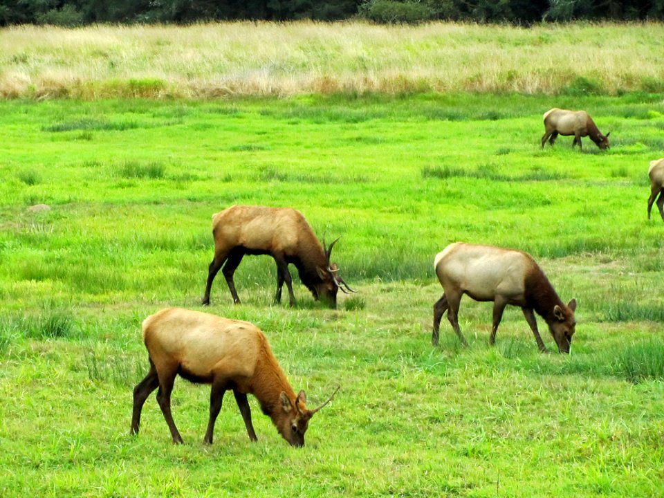 Elk Herd at Pacific Coast In OR