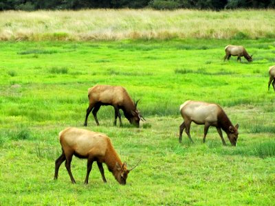 Elk Herd at Pacific Coast In OR