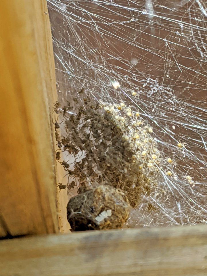 Baby fishing spiders near egg sac