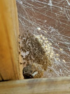 Baby fishing spiders near egg sac photo