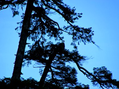 Eagle at Quinault Rain Forest at Olympic NP in WA