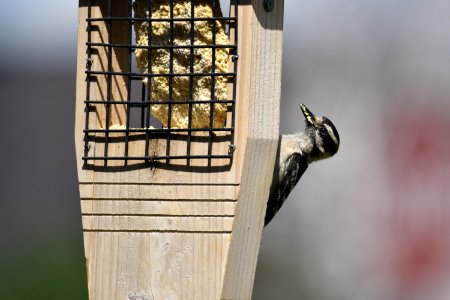 Downy woodpecker on a suet feeder