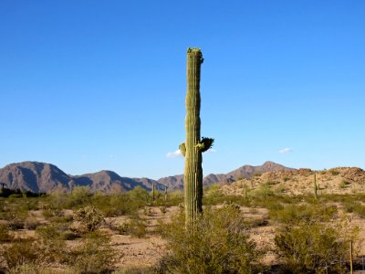 Sonoran Desert NM in AZ