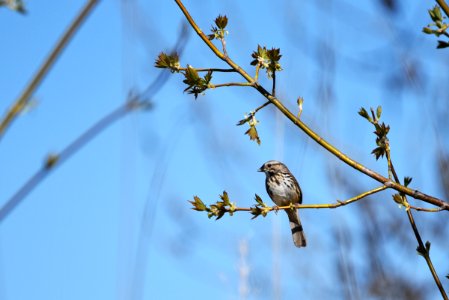 Song sparrow perched in a tree photo