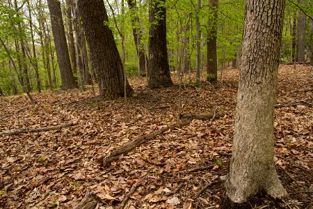 Mixed Oak / Heath Forest in Rock Creek Park