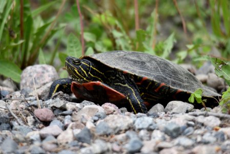 Painted turtle laying eggs photo