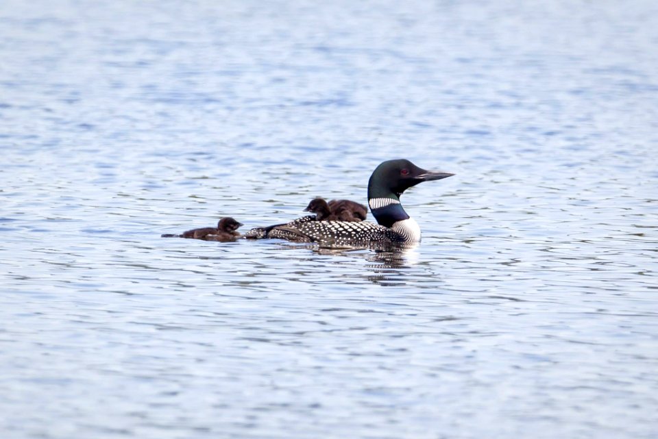 Male common loon 'ABJ' with two chicks photo