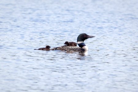 Male common loon 'ABJ' with two chicks photo