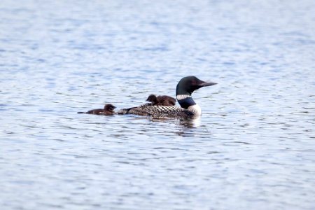 Male common loon 'ABJ' with two chicks