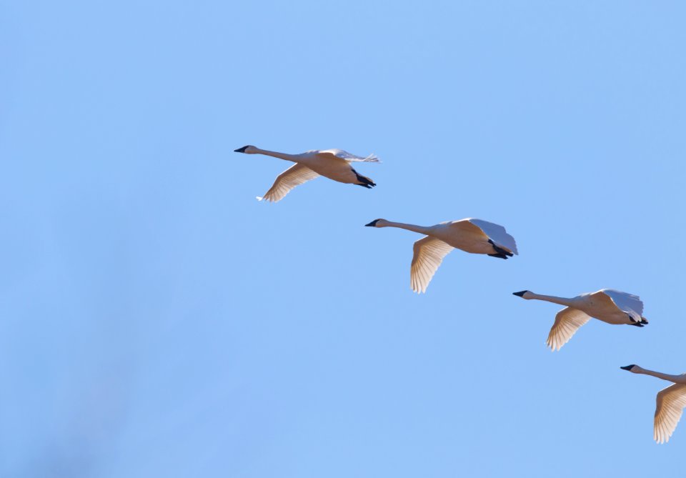 Trumpeter swans in flight