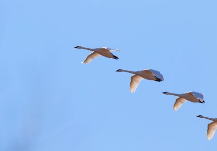 Trumpeter swans in flight