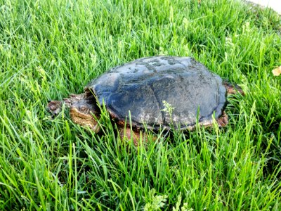 Female Common Snapping Turtle photo