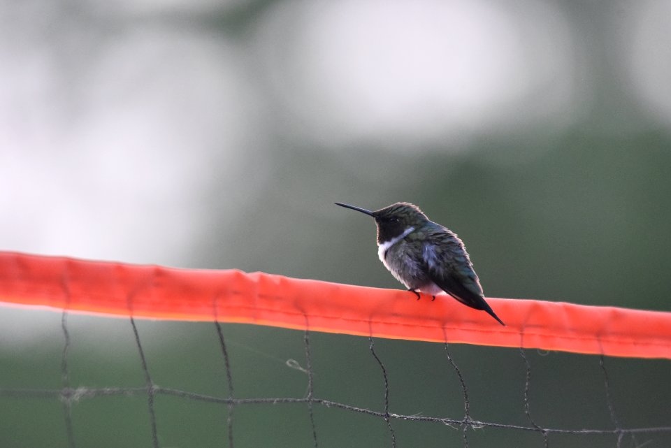 Ruby-throated hummingbird