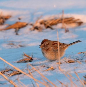 Field sparrow