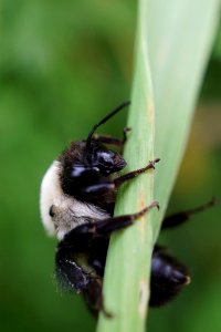 Bumble Bee photo