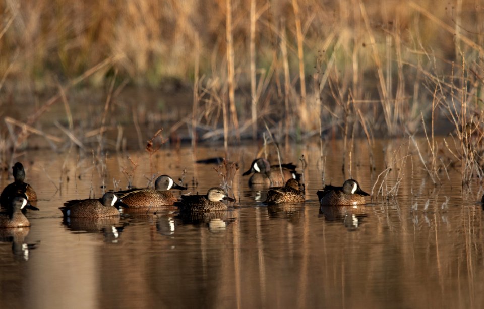 Blue-winged teal