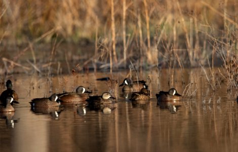 Blue-winged teal