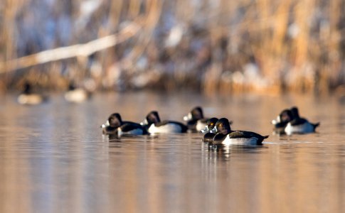 Ring-necked ducks on the water photo