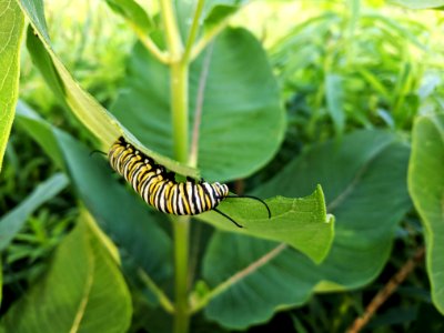 Monarch Caterpillar on Common Milkweed