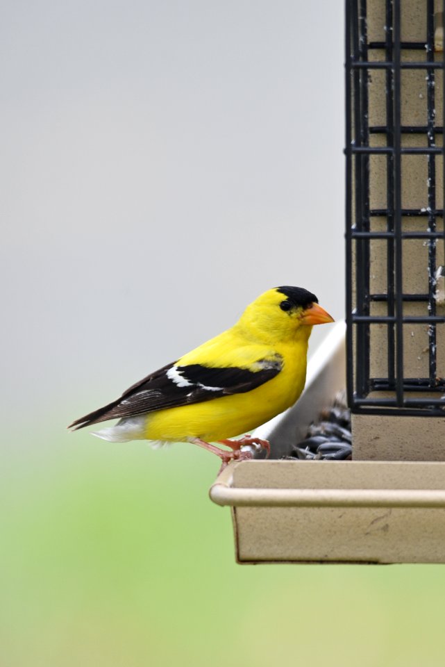 American goldfinch